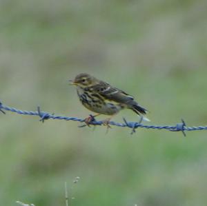 Meadow Pipit