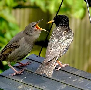 Common Starling