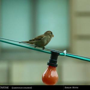 European Greenfinch