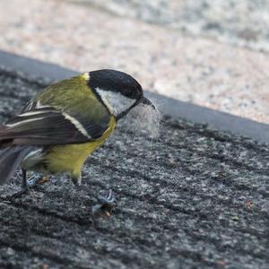 Great Tit