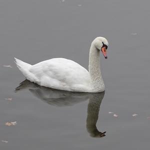 Mute Swan