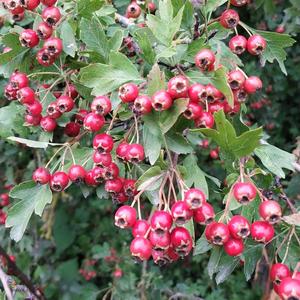 Hawthorn (Common)