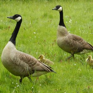 Canada Goose