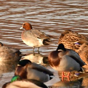 Eurasian Wigeon