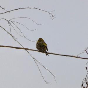 European Serin