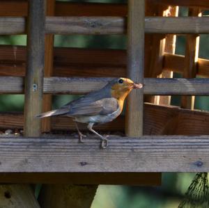 European Robin