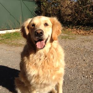 Retriever (Golden)