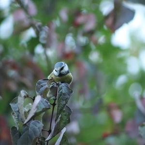 Blue Tit