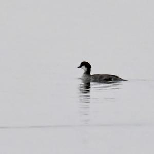 Red-necked Grebe