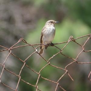 Spotted Flycatcher