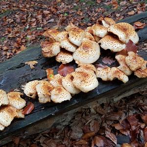 Scaly Pholiota