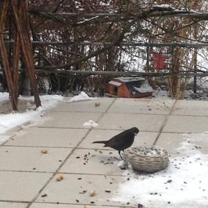 Eurasian Blackbird