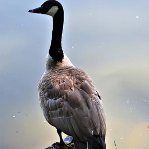 Canada Goose