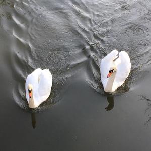 Mute Swan