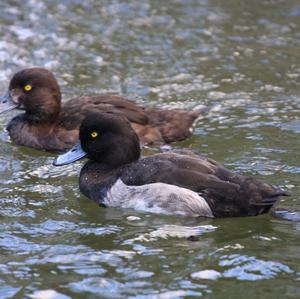 Tufted Duck