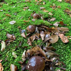 King Bolete