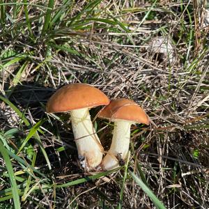 Dotted-stalk Bolete