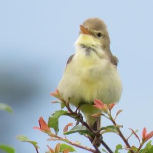 Melodious Warbler