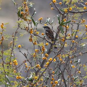 Eurasian Tree Sparrow