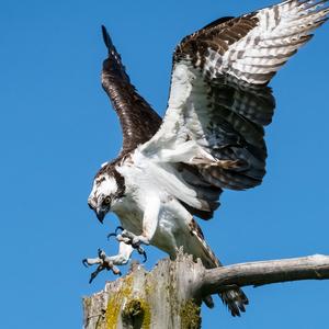 Osprey