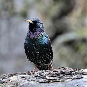 Spotless Starling