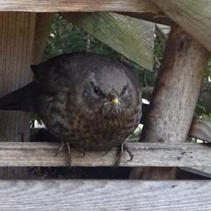 Eurasian Blackbird