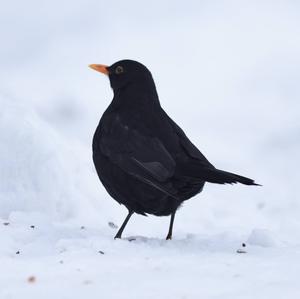 Eurasian Blackbird