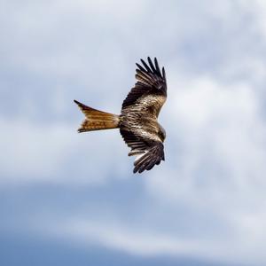 Red Kite