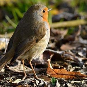 European Robin