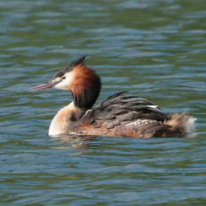 Great Crested Grebe