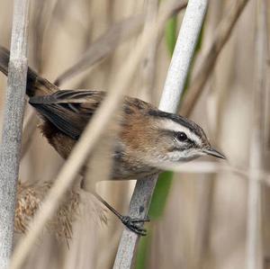 Moustached Warbler