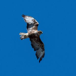 Common Buzzard