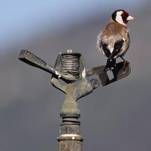 European Goldfinch