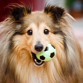 Rough Collie