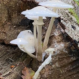 Porcelain Fungus