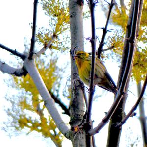 European Serin