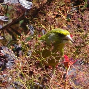 European Greenfinch