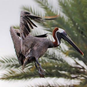 Brown Pelican