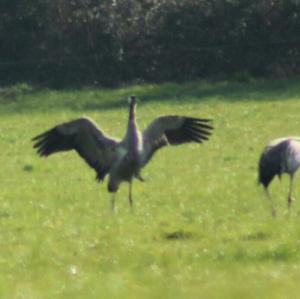 Common Crane