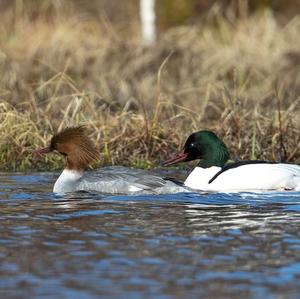 Common Merganser