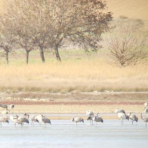 Common Crane