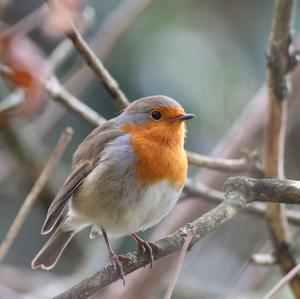 European Robin