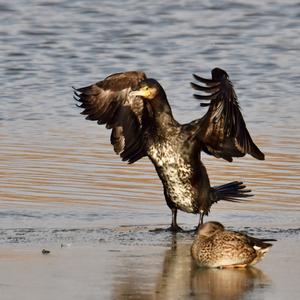 Great Cormorant