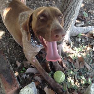 Pointer (German Shorthaired)