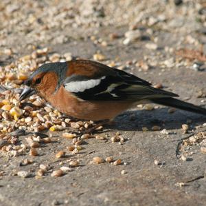 Eurasian Chaffinch