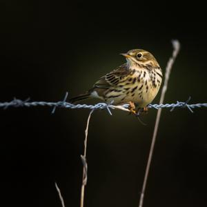 Meadow Pipit