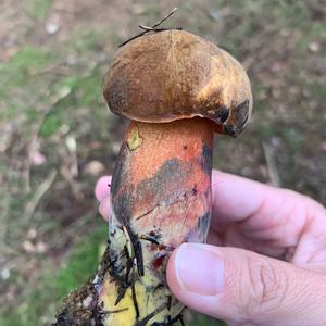 Dotted-stem Bolete