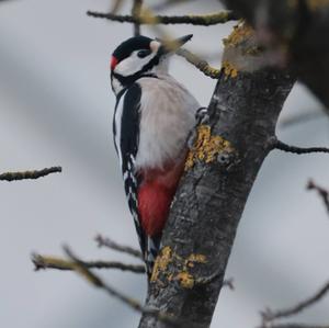 Great Spotted Woodpecker