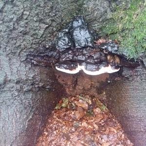 Artist`s Fungus