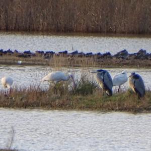 Eurasian Spoonbill